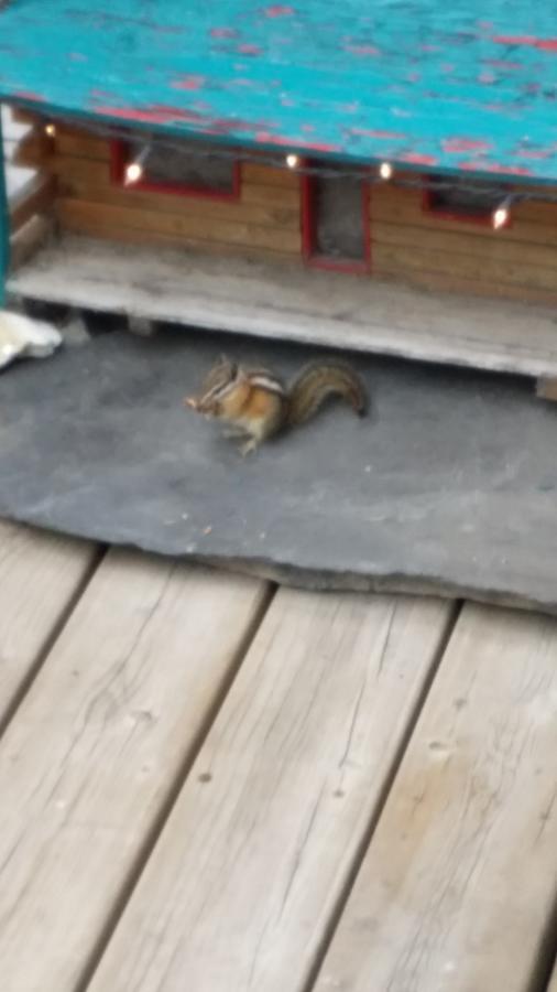 Appletree Inn Radium Hot Springs Bagian luar foto